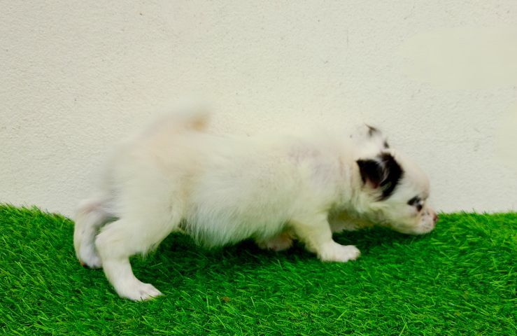 ชิวาว่าสาวน้อย รูปที่ 9