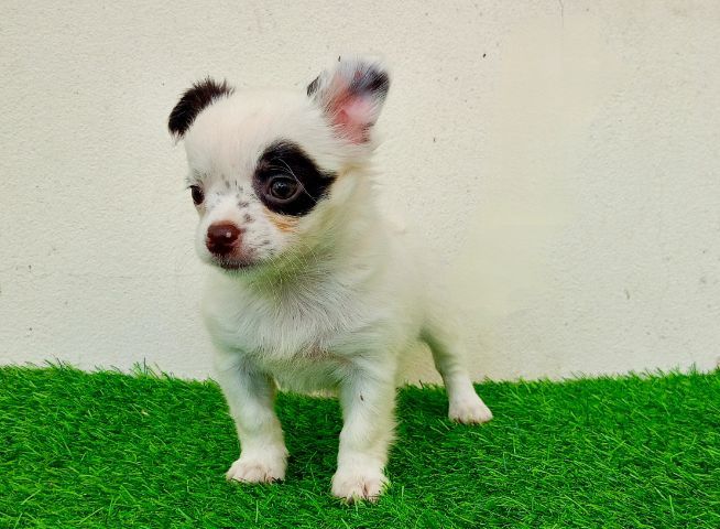 ชิวาว่าสาวน้อย รูปที่ 4