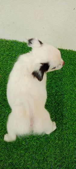 ชิวาว่าสาวน้อย รูปที่ 12