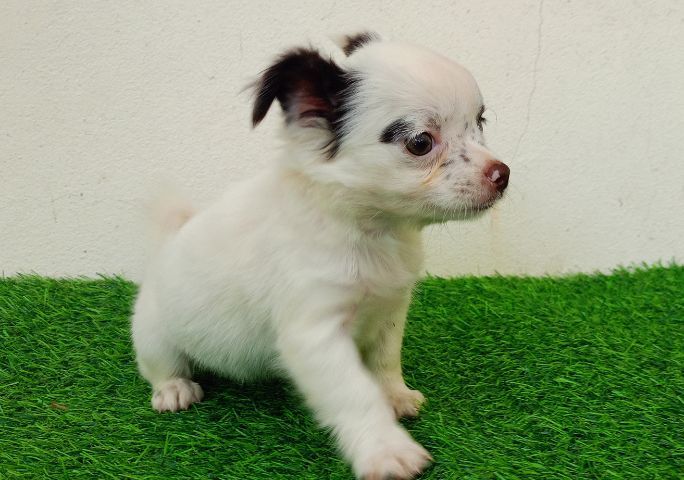 ชิวาว่าสาวน้อย รูปที่ 8