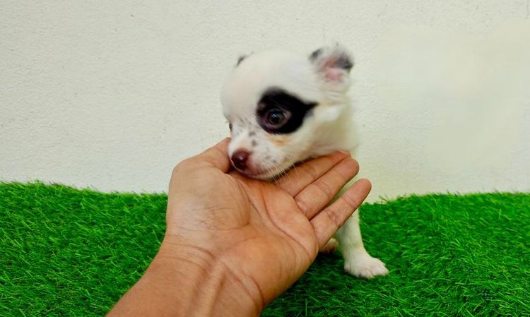 ชิวาว่าสาวน้อย รูปที่ 7