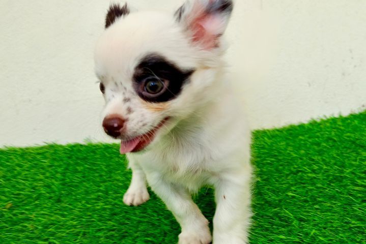 ชิวาว่าสาวน้อย รูปที่ 5