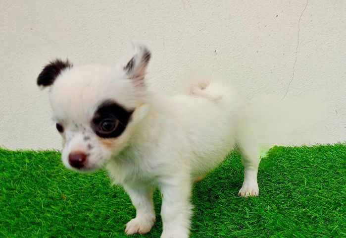 ชิวาว่าสาวน้อย รูปที่ 3