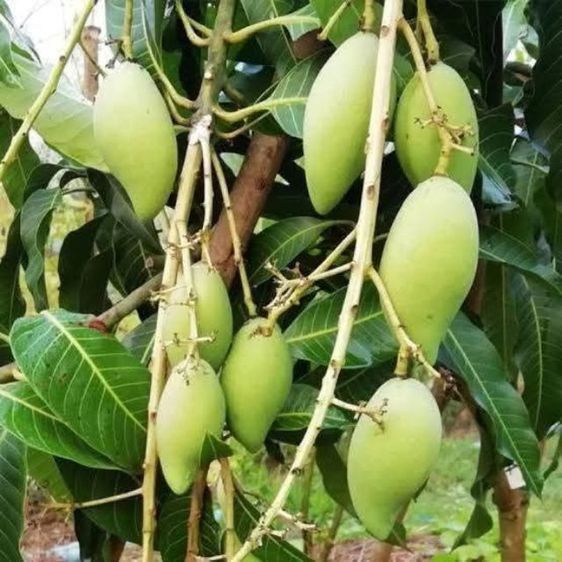 สวนมะม่วงน้ำดอกไม้ 1ไร่ ขาย1.5ล้าน(รวมโอน)
แบ่งขาย2งาน8แสน ใกล้อบต.นราภิรมย์ 1กิโล เขตติดต่อ ต.ขุนศรี อ.ไทรน้อย (ขอคนพร้อมซื้อ งดนายหน้า) รูปที่ 3