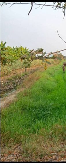 4ไร่ขาย8ล้านรวมโอน ติดถนน2ด้าน หน้าถนน2เลน ข้างถนนลุกรัง แถวคลองสอง ต.ทวีวัฒนา 
