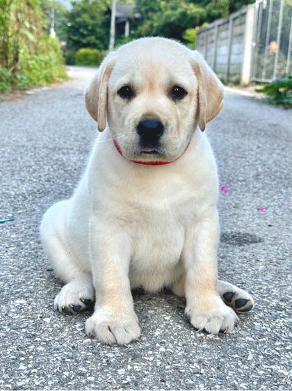 เด็กหญิงลาบราดอร์ มีใบเพ็ด รูปที่ 4