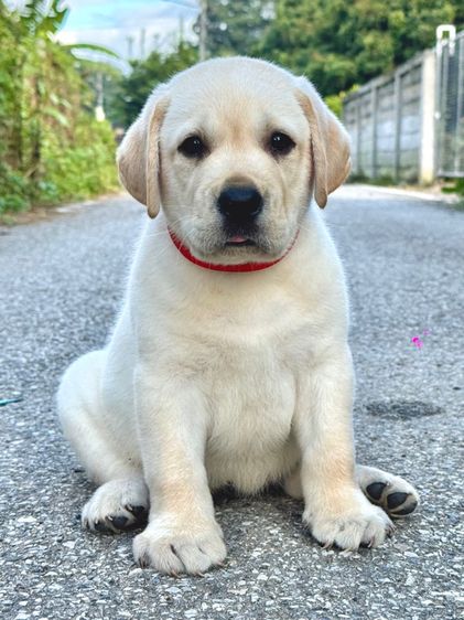 เด็กหญิงลาบราดอร์ มีใบเพ็ด รูปที่ 2