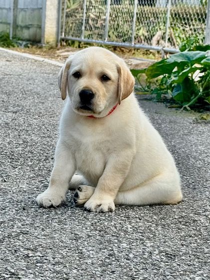 ลาบราดอร์ (Labrador) ใหญ่ เด็กหญิงลาบราดอร์ มีใบเพ็ด