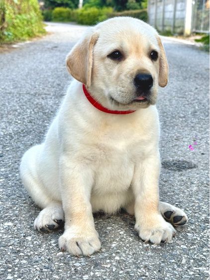 เด็กหญิงลาบราดอร์ มีใบเพ็ด รูปที่ 3