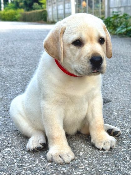 เด็กหญิงลาบราดอร์ มีใบเพ็ด รูปที่ 5