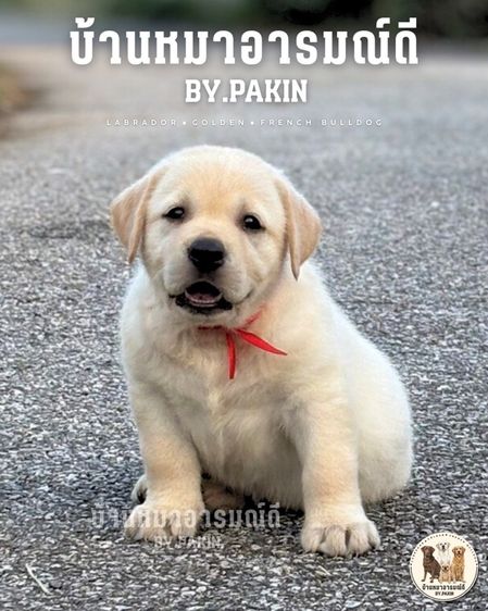 เด็กหญิงลาบราดอร์ มีใบเพ็ด สายเลือดดี รูปที่ 4