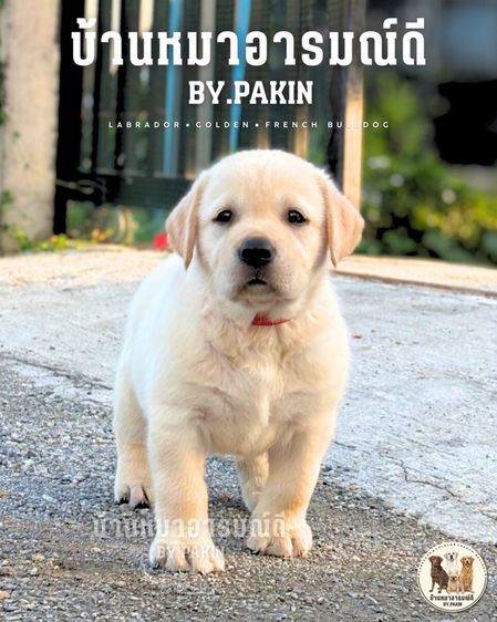 เด็กหญิงลาบราดอร์ มีใบเพ็ด สายเลือดดี รูปที่ 2