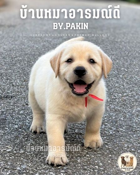 เด็กหญิงลาบราดอร์ มีใบเพ็ด สายเลือดดี รูปที่ 6