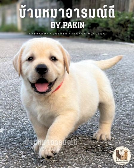 เด็กหญิงลาบราดอร์ มีใบเพ็ด สายเลือดดี รูปที่ 7