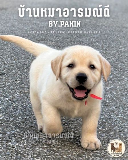 เด็กหญิงลาบราดอร์ มีใบเพ็ด สายเลือดดี รูปที่ 5