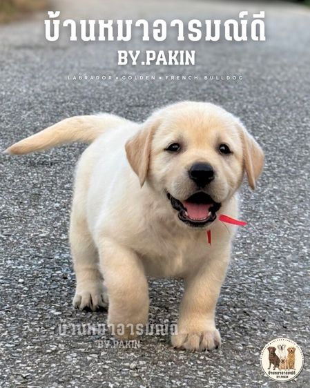 เด็กหญิงลาบราดอร์ มีใบเพ็ด สายเลือดดี รูปที่ 9