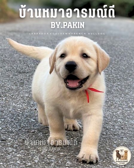 เด็กหญิงลาบราดอร์ มีใบเพ็ด สายเลือดดี รูปที่ 8