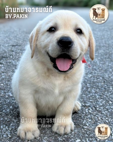 ลาบราดอร์ (Labrador) ใหญ่ เด็กหญิงลาบราดอร์ มีใบเพ็ด สายเลือดดี