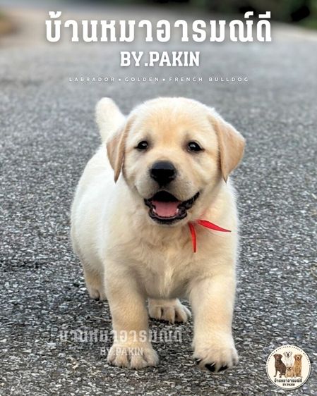 เด็กหญิงลาบราดอร์ มีใบเพ็ด สายเลือดดี รูปที่ 3