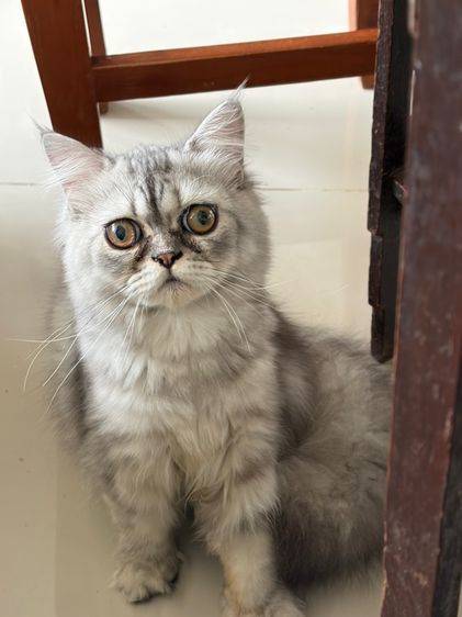 ขายแมวเปอร์เซียสีซิลเวอร๋แท๊บบี้ รูปที่ 2