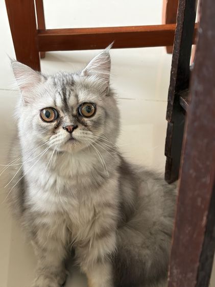 ขายแมวเปอร์เซียสีซิลเวอร๋แท๊บบี้