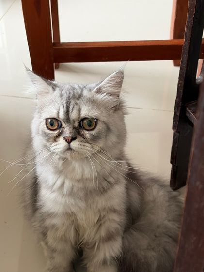 ขายแมวเปอร์เซียสีซิลเวอร๋แท๊บบี้ รูปที่ 4