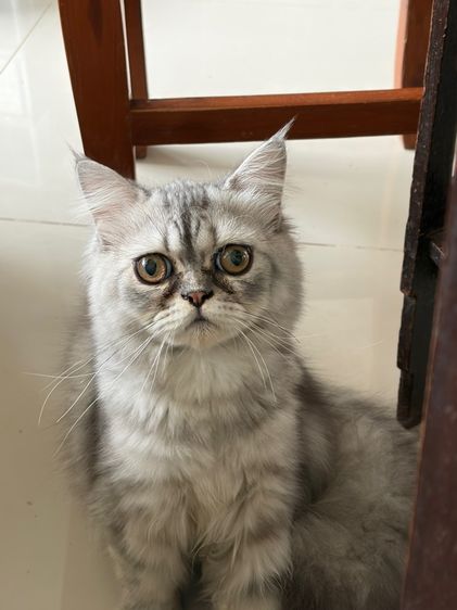ขายแมวเปอร์เซียสีซิลเวอร๋แท๊บบี้ รูปที่ 5