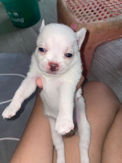 สุนัข รูปที่ 2