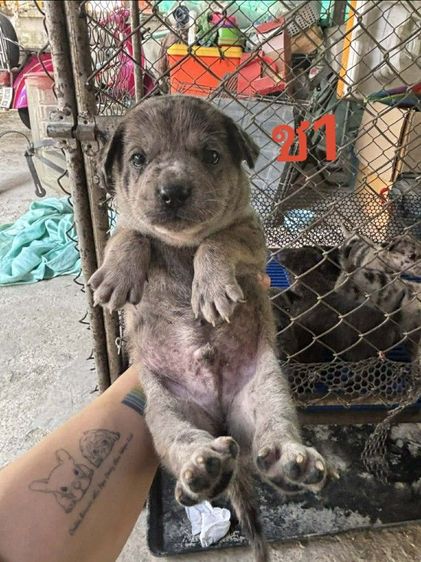 ลูกผสมเฟรนบลูด็อกพิทบลู