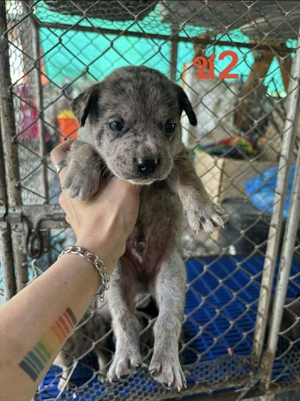 ลูกผสมเฟรนบลูด็อกพิทบลู รูปที่ 2