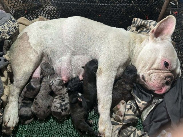 ลูกผสมเฟรนบลูด็อกพิทบลู รูปที่ 8