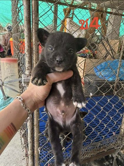 ลูกผสมเฟรนบลูด็อกพิทบลู รูปที่ 4