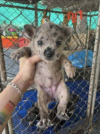 ลูกผสมเฟรนบลูด็อกพิทบลู รูปที่ 7