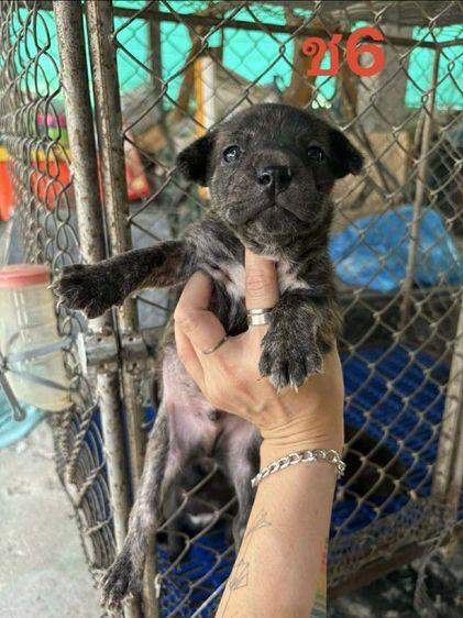 ลูกผสมเฟรนบลูด็อกพิทบลู รูปที่ 6