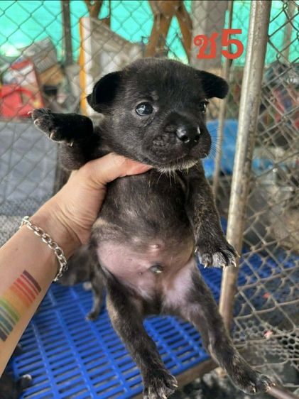 ลูกผสมเฟรนบลูด็อกพิทบลู รูปที่ 5