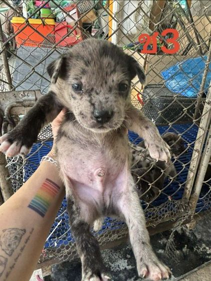 ลูกผสมเฟรนบลูด็อกพิทบลู รูปที่ 3