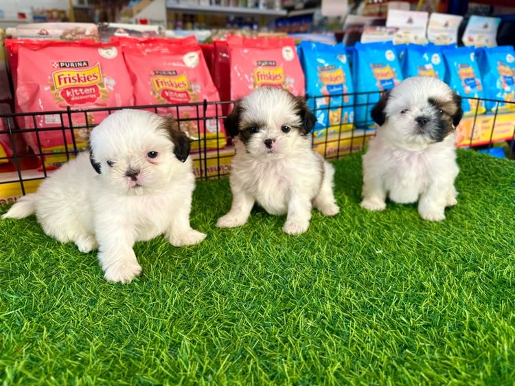 ชิสุทอยหาบ้าน รูปที่ 2