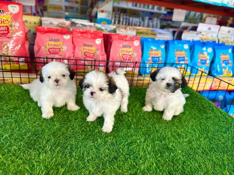 ชิสุทอยหาบ้าน