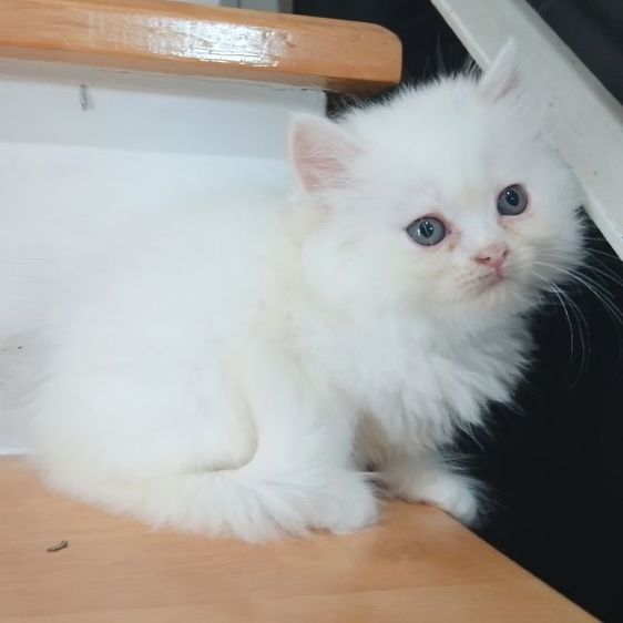 ขายแมวเปอร์เซียสีขาวเมีย 1900บาท กทม.แถวพระรามสอง เทียนทะเล20 น่ารักอ้อนเก่ง รูปที่ 2