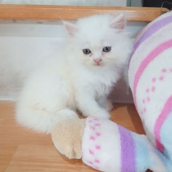 ขายแมวเปอร์เซียสีขาวเมีย 1900บาท กทม.แถวพระรามสอง เทียนทะเล20 น่ารักอ้อนเก่ง รูปที่ 4