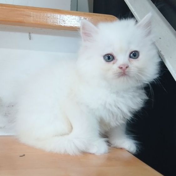 ขายแมวเปอร์เซียสีขาวเมีย 1900บาท กทม.แถวพระรามสอง เทียนทะเล20 น่ารักอ้อนเก่ง