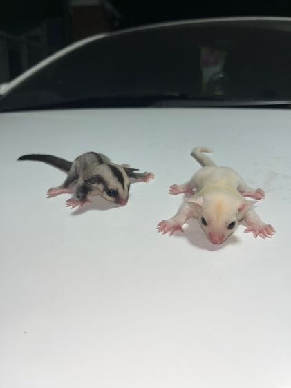 ชูก้าร์ไกลเดอร์ รูปที่ 5