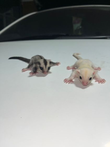 ชูก้าร์ไกลเดอร์ รูปที่ 3