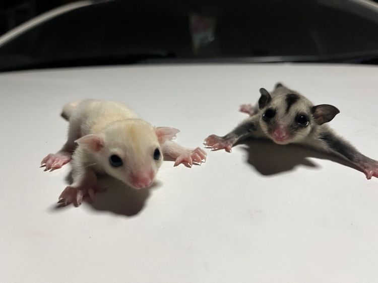 ชูก้าร์ไกลเดอร์ รูปที่ 2