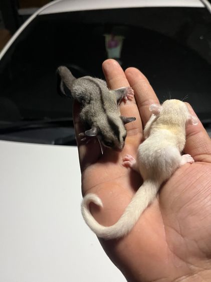 ชูก้าร์ไกลเดอร์ รูปที่ 6