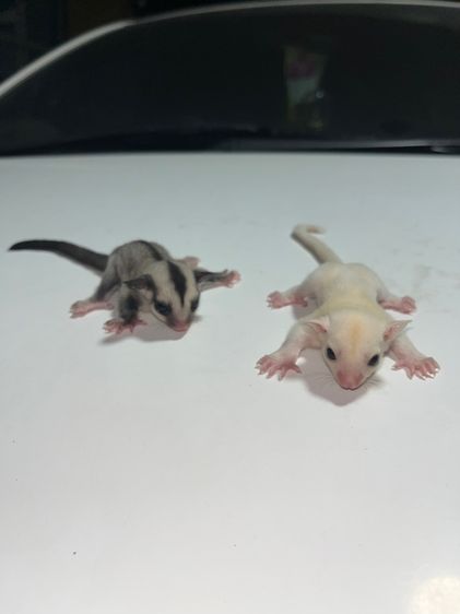 ชูก้าร์ไกลเดอร์ รูปที่ 4