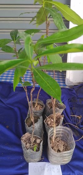 แจกต้นไม้ฟรี รูปที่ 16