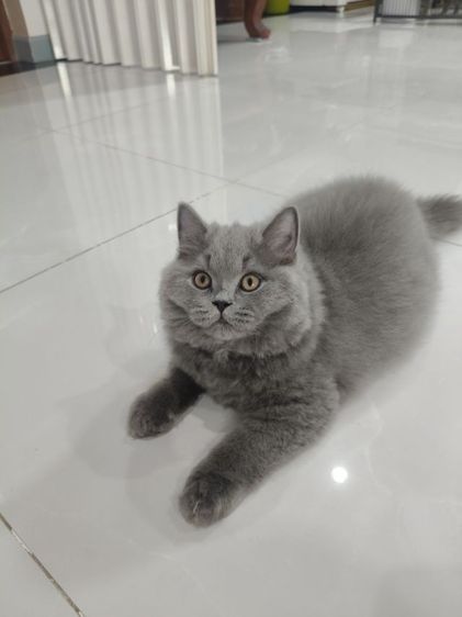 แมวบริติชช็อตแฮร์ รูปที่ 6