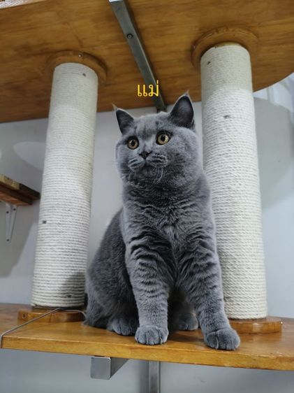 บริติชช็อตแฮร์ รูปที่ 8