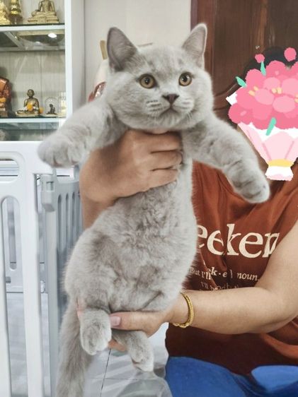 บริติชช็อตแฮร์ รูปที่ 6